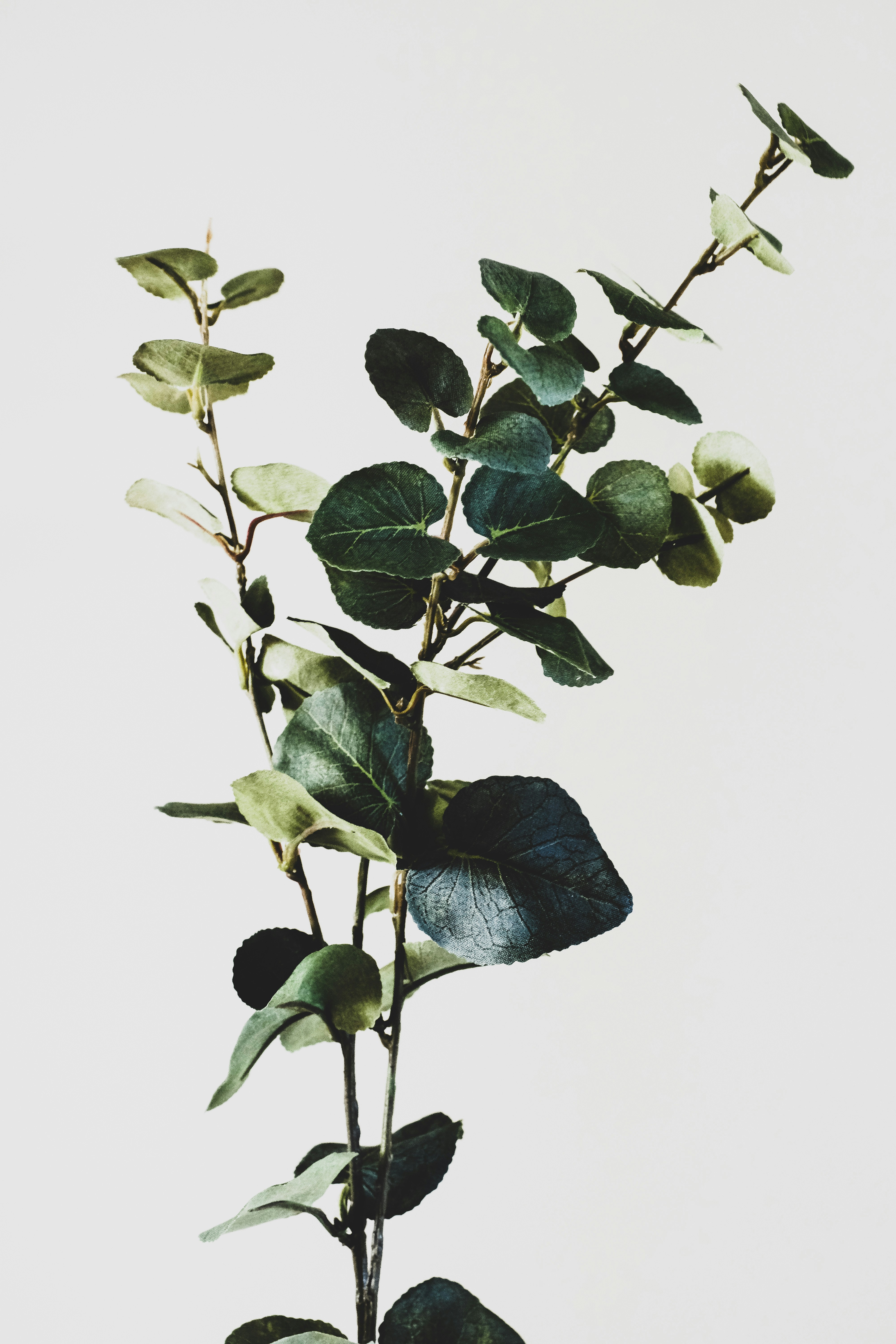Root - Deep Tending – Image 1