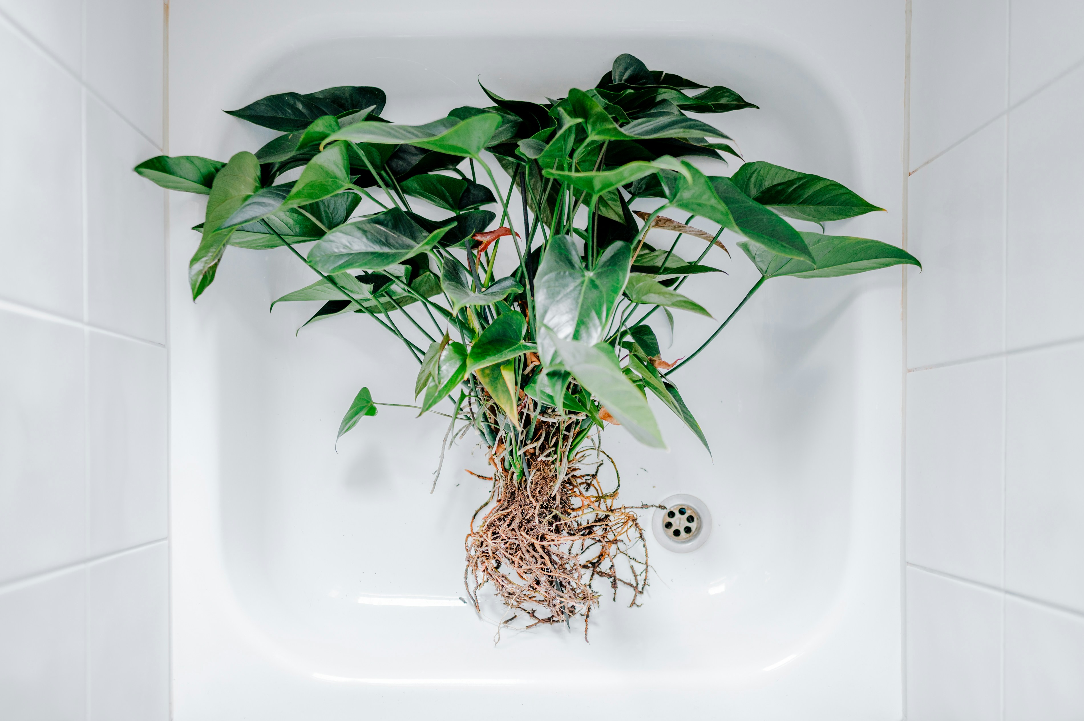 Root – Image 1
