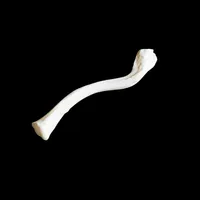 Clavicle – Image 2