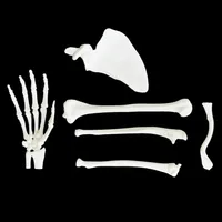 Upper Limb – Complete Set – Image 1