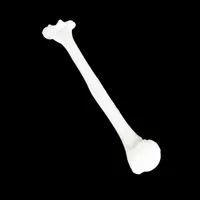 Humerus – Image 1