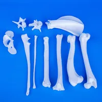 Dog's Main Bones – Set – Image 3