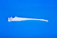 Dog's Main Bones – Set – Image 4