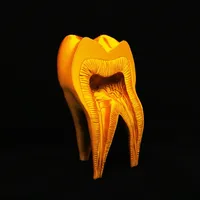Molar Tooth – Image 1