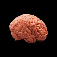 Human Brain – Sagittal Section – Image 2