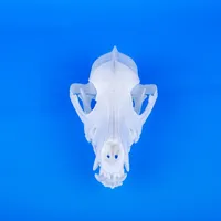 Canine Skull – Image 4