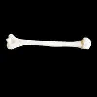 Humerus – Image 4