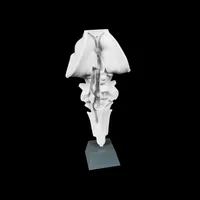 Brainstem with Cranial Nerves – Image 1