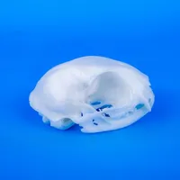 Cat Skull – Image 2