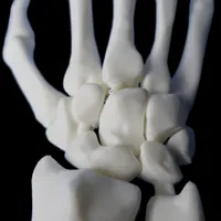 Hand and Wrist – Image 3