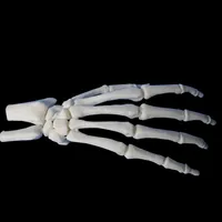 Hand and Wrist – Image 2