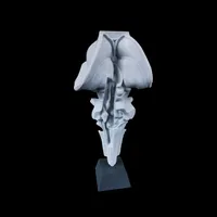 Brainstem with Cranial Nerves – Image 2