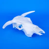Cow Skull – Image 2