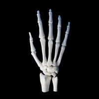 Hand and Wrist – Image 4
