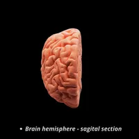 Nervous System – Set of 5 Models – Image 4