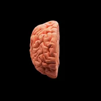 Human Brain – Sagittal Section – Image 4