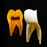 Molar Tooth – Image 4