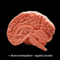 Nervous System – Set of 5 Models – Image 2