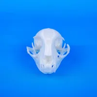 Cat Skull – Image 3