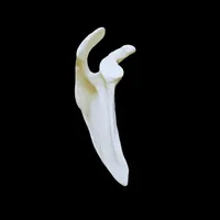 Upper Limb – Complete Set – Image 3