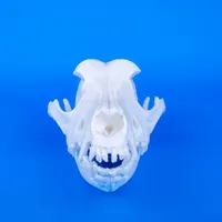 Canine Skull – Image 3