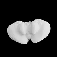 Cerebellum – Image 1