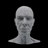 Fascial Muscles Man – Image 2