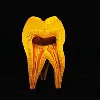 Molar Tooth – Image 2