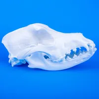 Canine Skull – Image 2