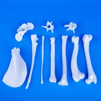 Dog's Main Bones – Set – Image 2