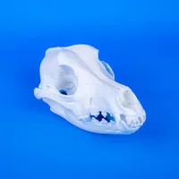Canine Skull – Image 1