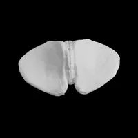 Cerebellum – Image 2