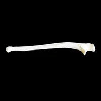 Ulna – Image 1