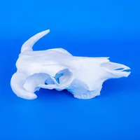 Cow Skull – Image 3