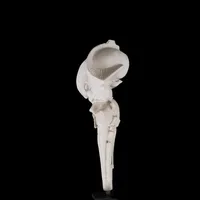 Brainstem with Cranial Nerves – Image 4