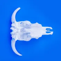 Cow Skull – Image 4