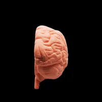 Human Brain – Sagittal Section – Image 3