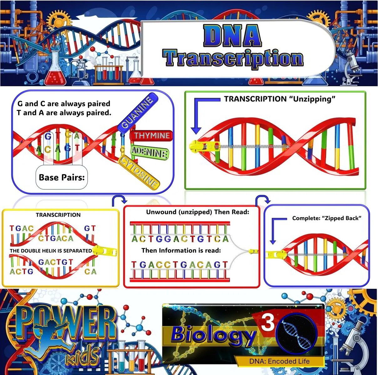 Stage 1 Biology 3 DNA: Encoded Life Activity POWER Pace – Image 4
