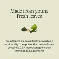 Soursop Leaf Tincture - 100% Young Leaf – Image 4