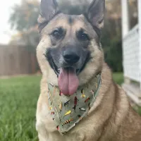 Gone Fishing Dog Bandana with Snaps – Image 1