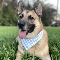Olive’s Diner Blue and White Checkered Dog Bandana with Snaps – Image 1