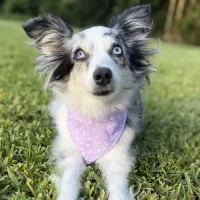 Brushed Purple Polka Dot Dog Bandana With Snaps – Image 1