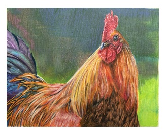 COCK OF THE ROCK – Image 4