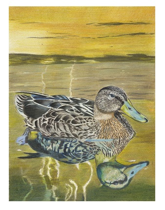 MALLARD REFLECTIONS – Image 5