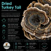 American Mushroom & Spice: Dried Turkey Tail  – Image 2