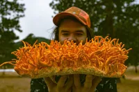 Shroomsquatch: Cordyceps Wholesale – Image 2