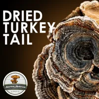 American Mushroom & Spice: Dried Turkey Tail  – Image 1