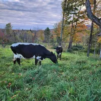 Grass Fed Raw Milk – Image 3