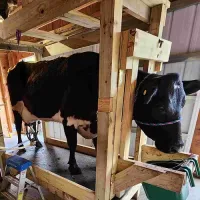 Grass Fed Raw Milk – Image 4