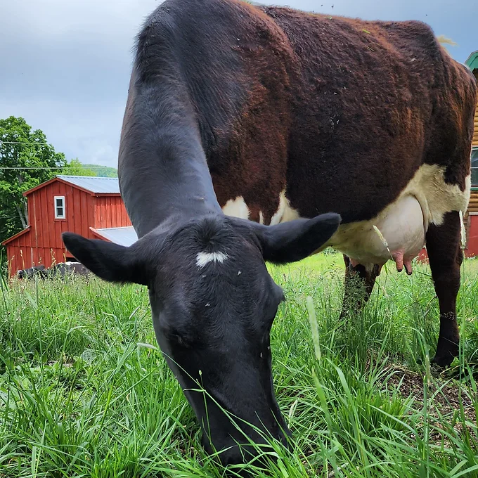 Grass Fed Raw Milk – Image 5